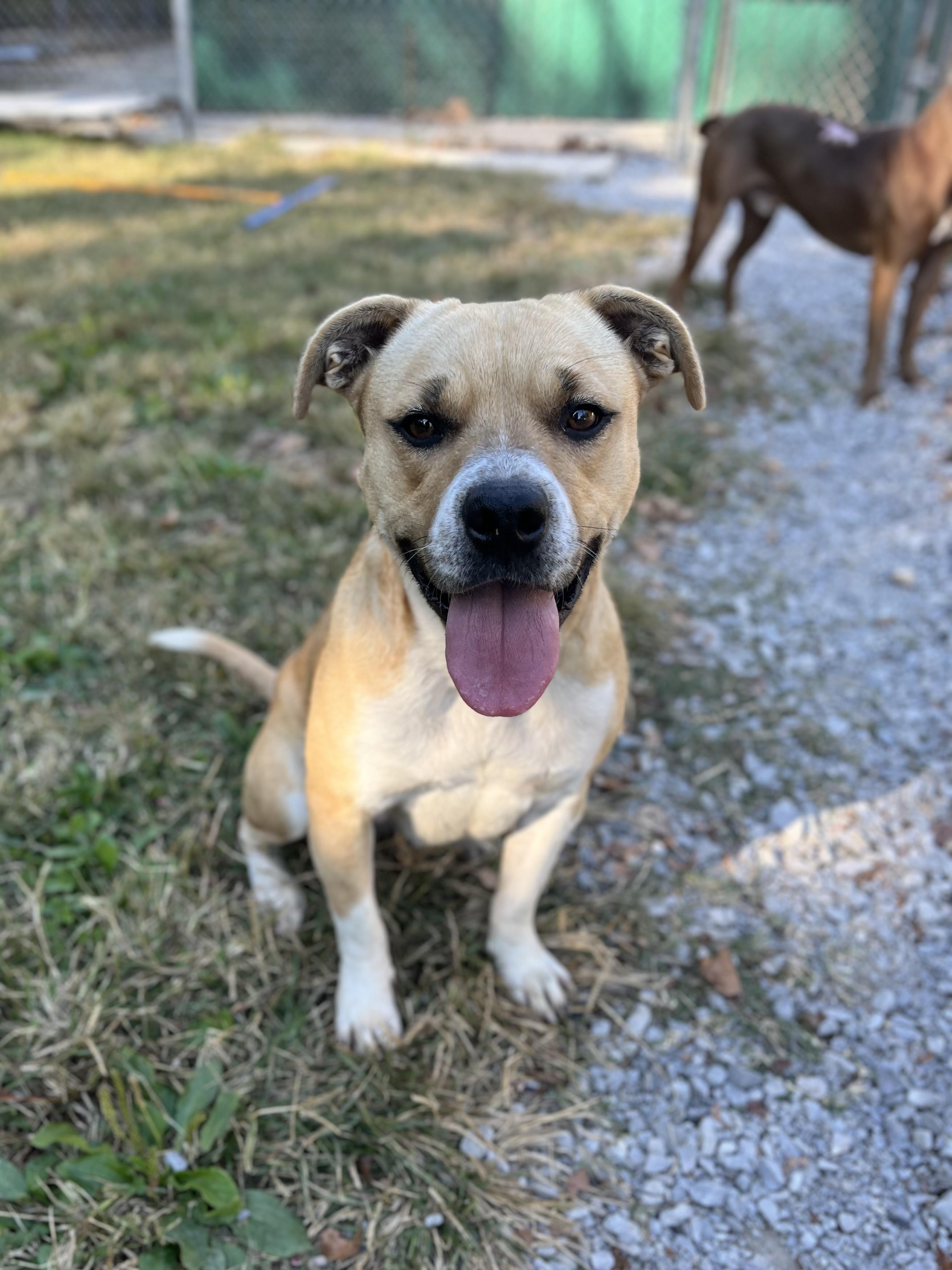 Estella -- FREE to an APPROVED ADOPTER 3