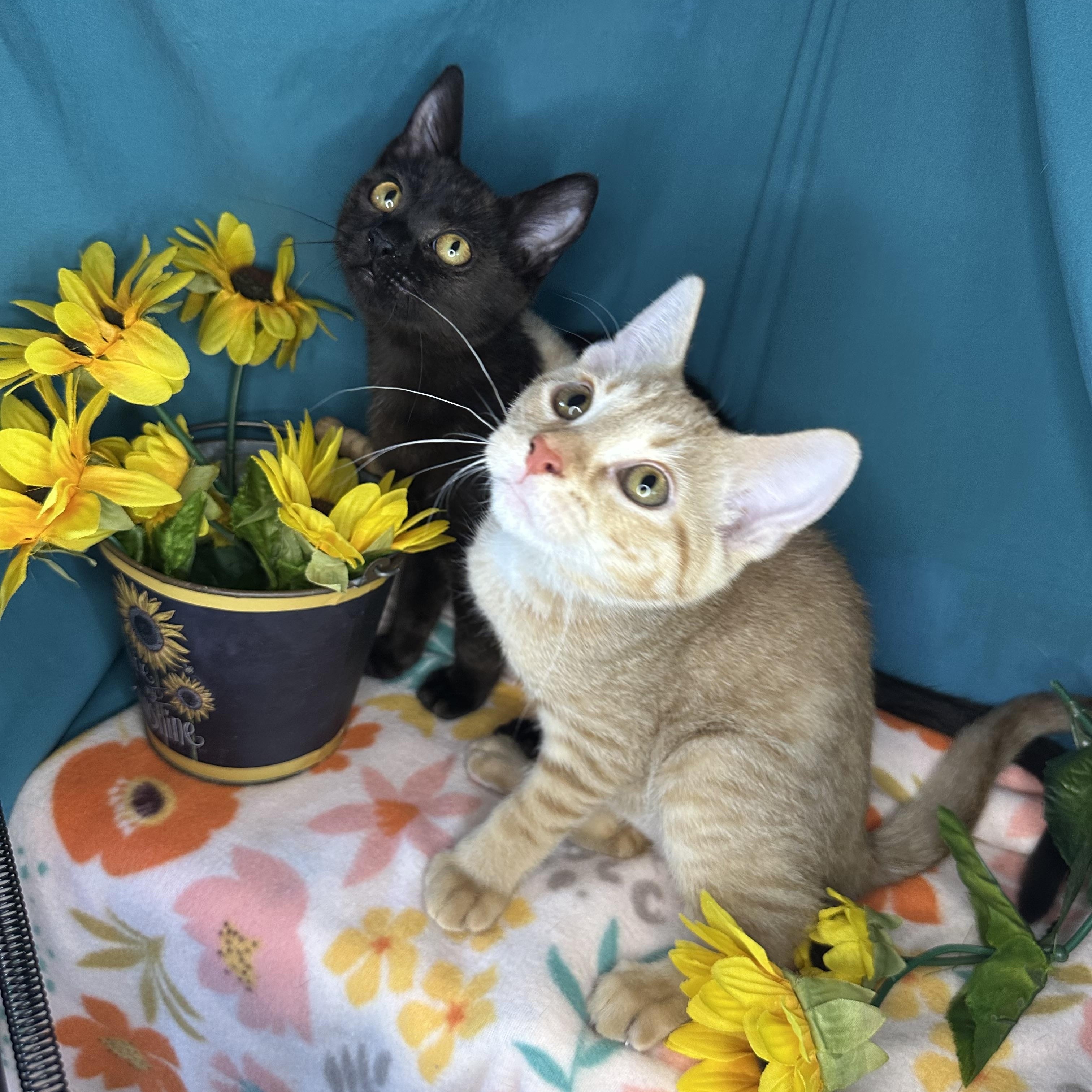 Birdie & Creamsicle (Bonded Pair)
