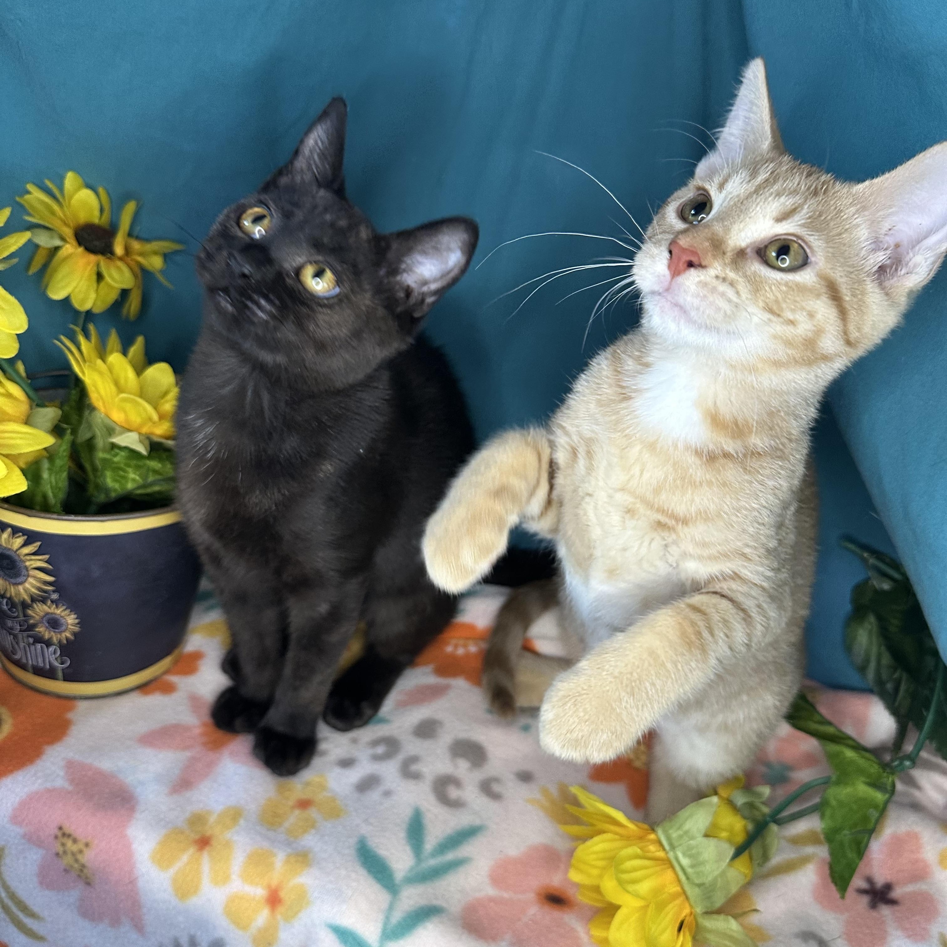 Birdie & Creamsicle (Bonded Pair)