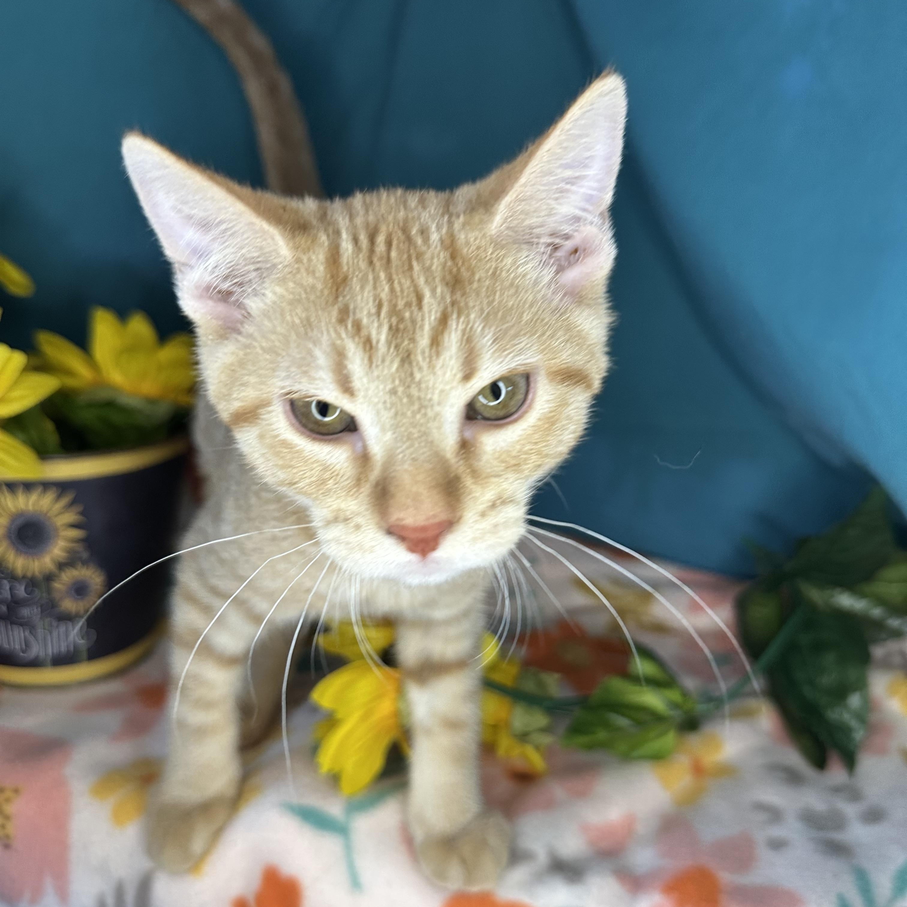 Birdie & Creamsicle (Bonded Pair)