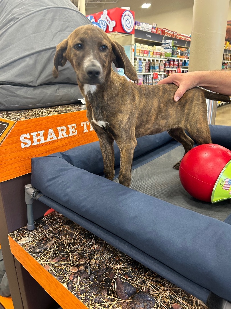 Enlarge Romeo, a Adoptable mixed breed in Stafford, VA image 1/4