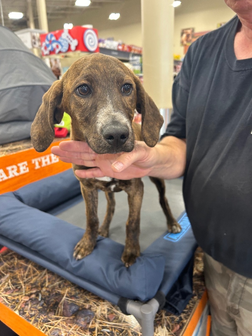 Enlarge Romeo, a Adoptable mixed breed in Stafford, VA image 2/4