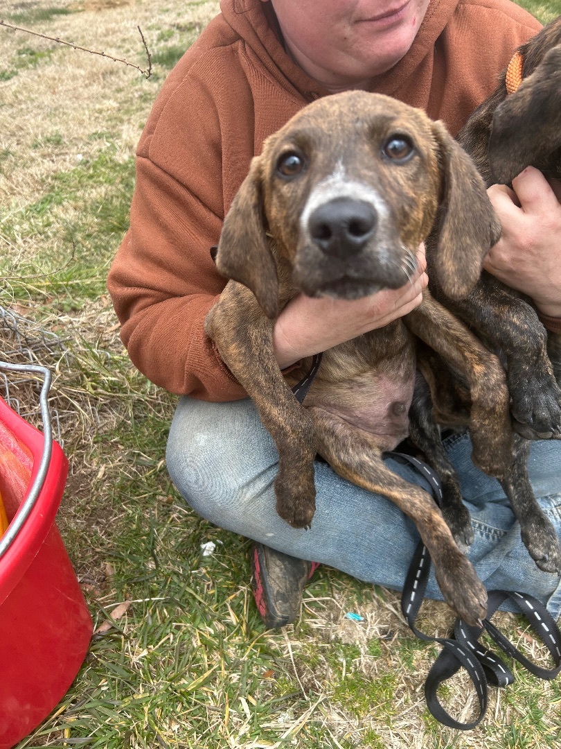 Enlarge Romeo, a Adoptable mixed breed in Stafford, VA image 3/4