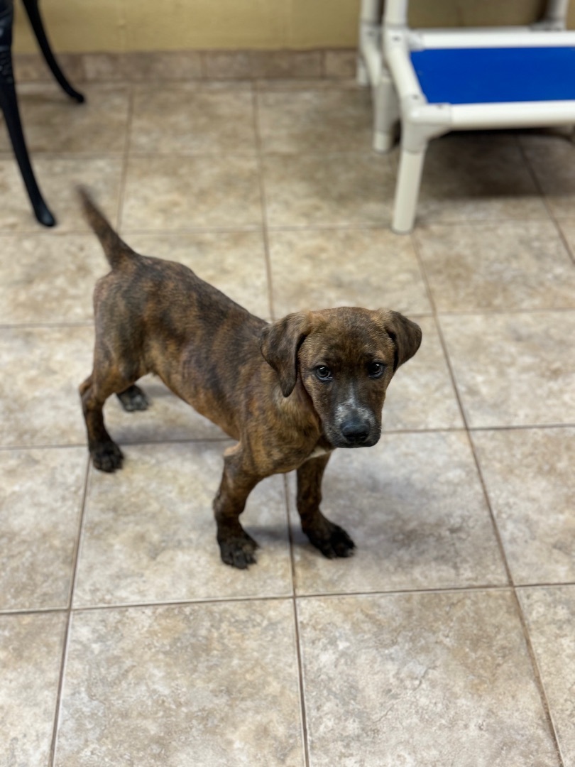 Enlarge Romeo, a Adoptable mixed breed in Stafford, VA image 4/4