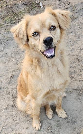 Corky, Adoptable, Young Male Terrier.