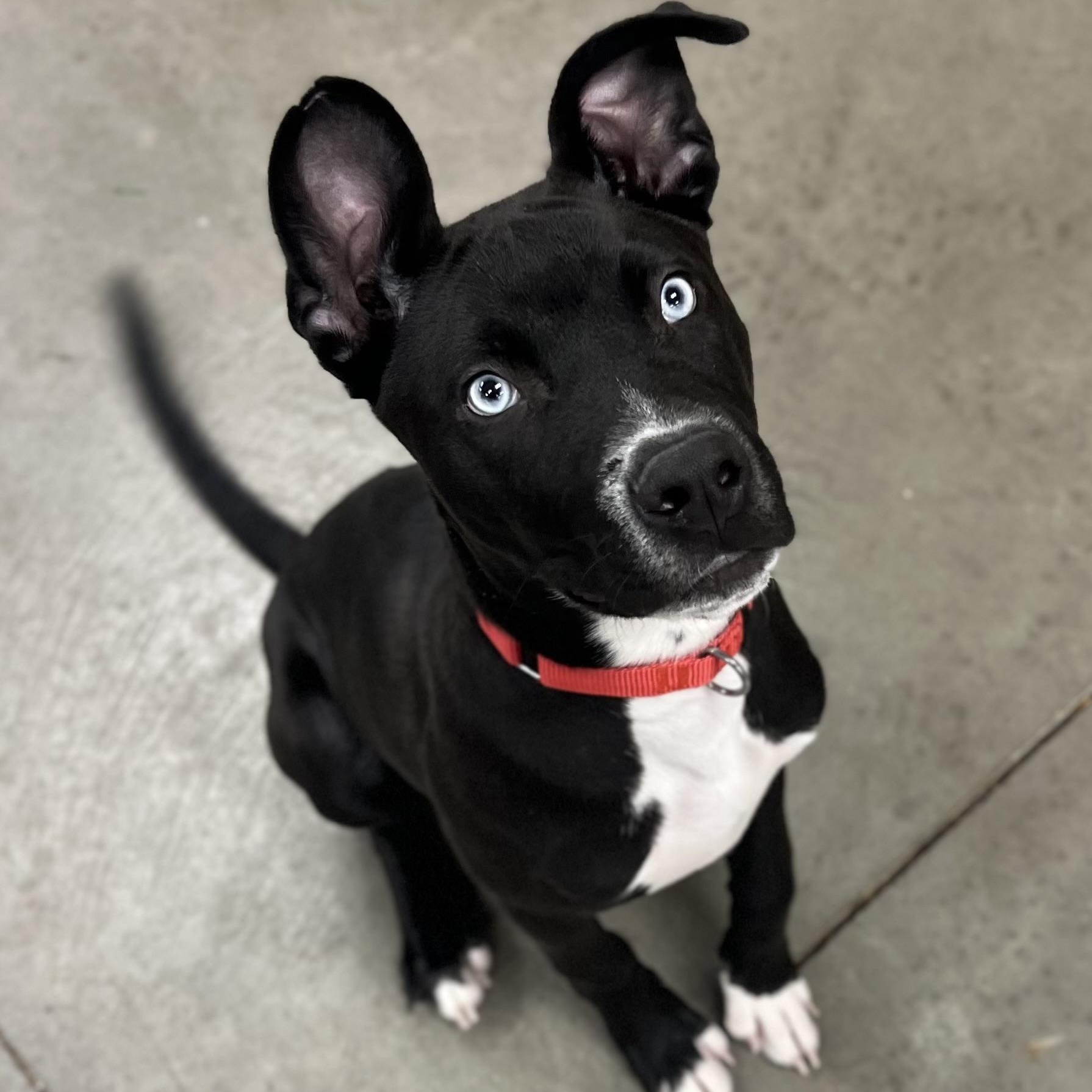 Dewey, adoptable, Puppy Male Great Dane.
