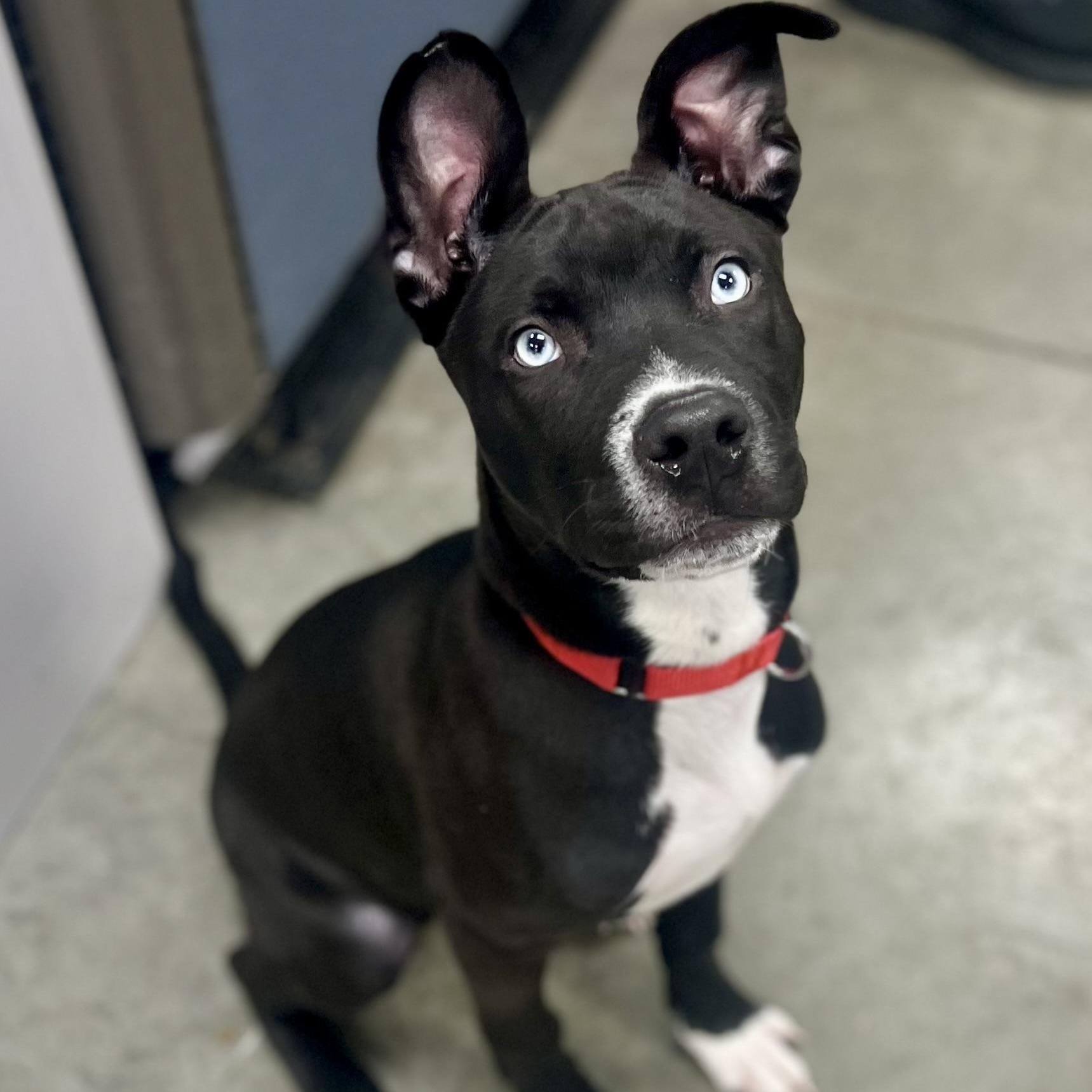 Dewey, adoptable, Puppy Male Mixed Breed.