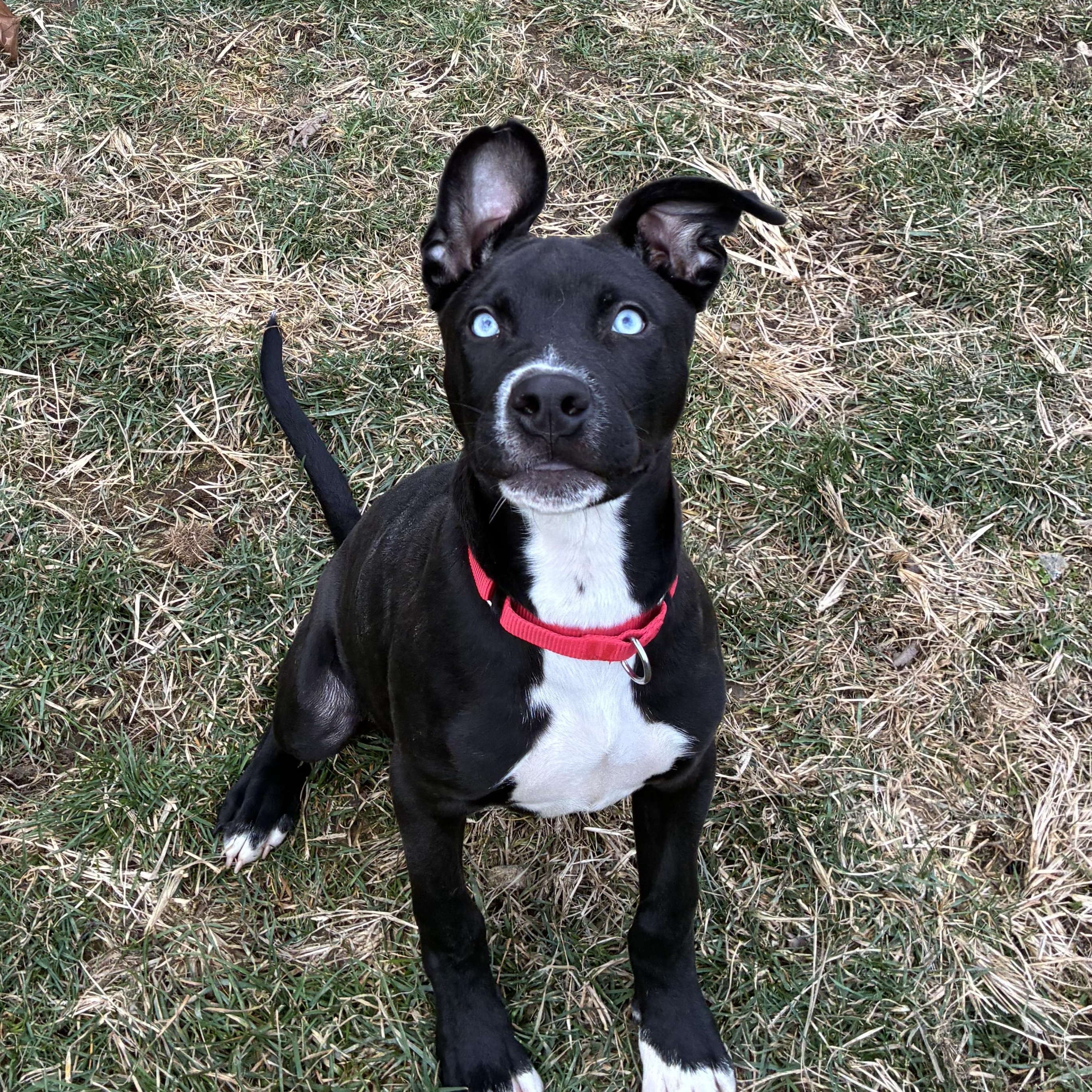 Enlarge Dewey, an adoptable mixed breed in Monroe, OH image 3/6