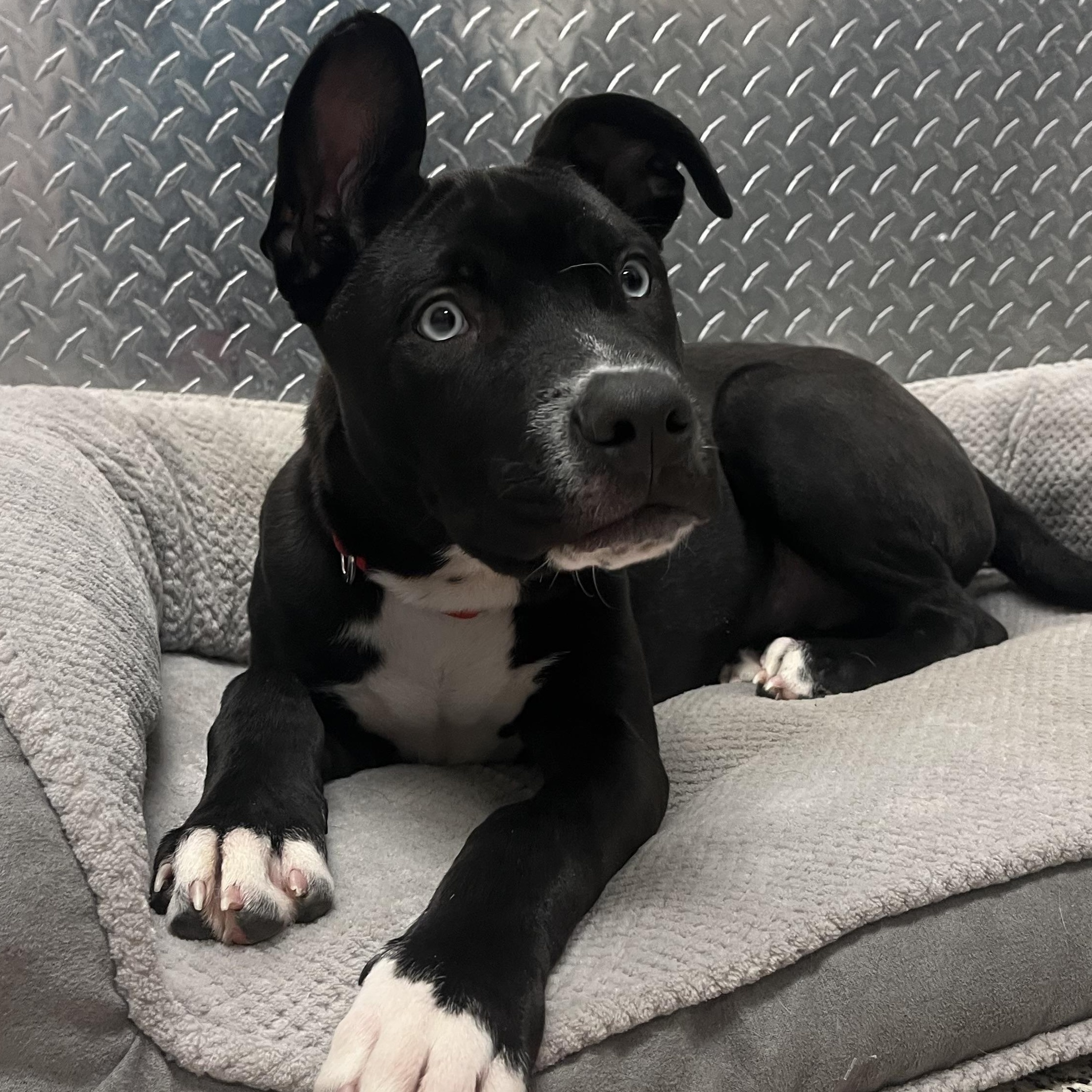 Enlarge Dewey, an adoptable mixed breed in Monroe, OH image 6/6