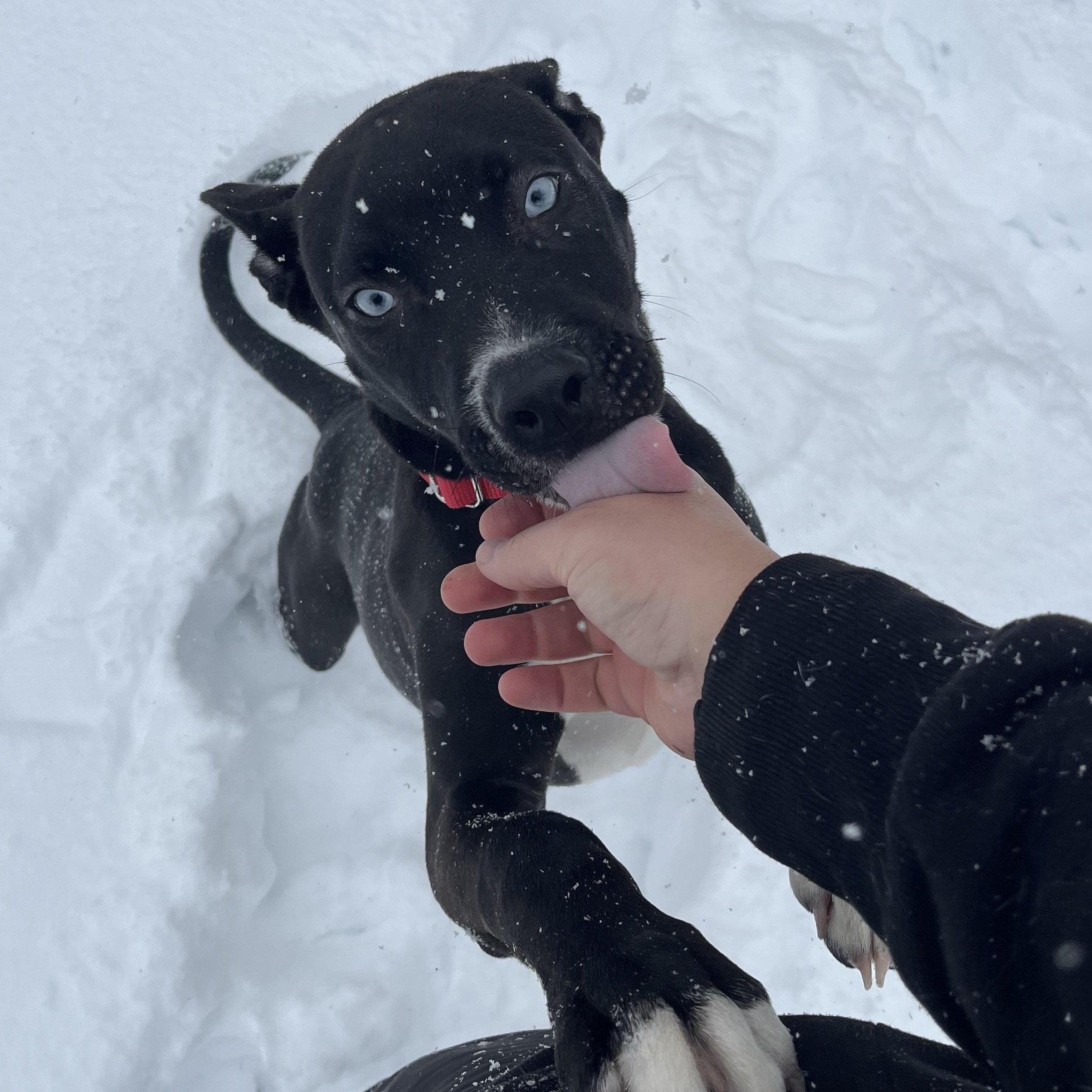 Enlarge Dewey, an adoptable mixed breed in Monroe, OH image 2/6