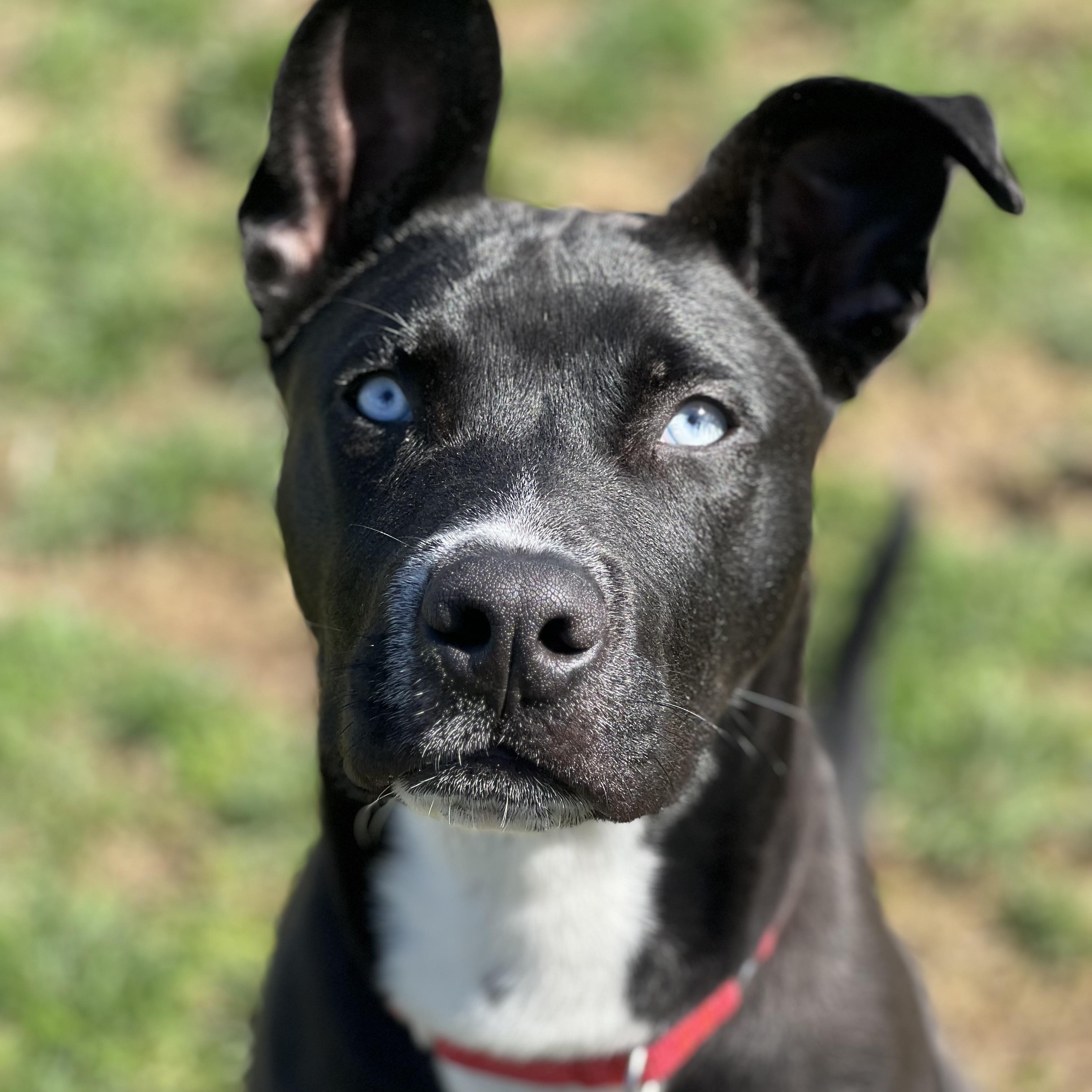 Enlarge Dewey, an adoptable mixed breed in Monroe, OH image 1/6