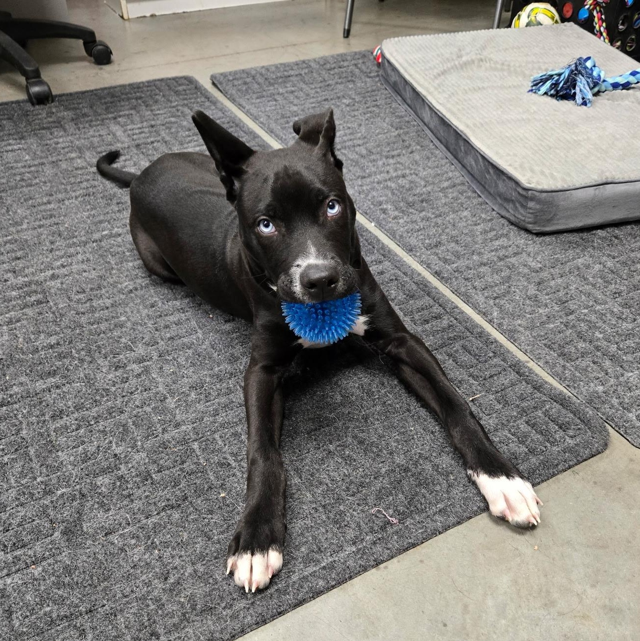 Enlarge Dewey, an adoptable mixed breed in Monroe, OH image 4/6