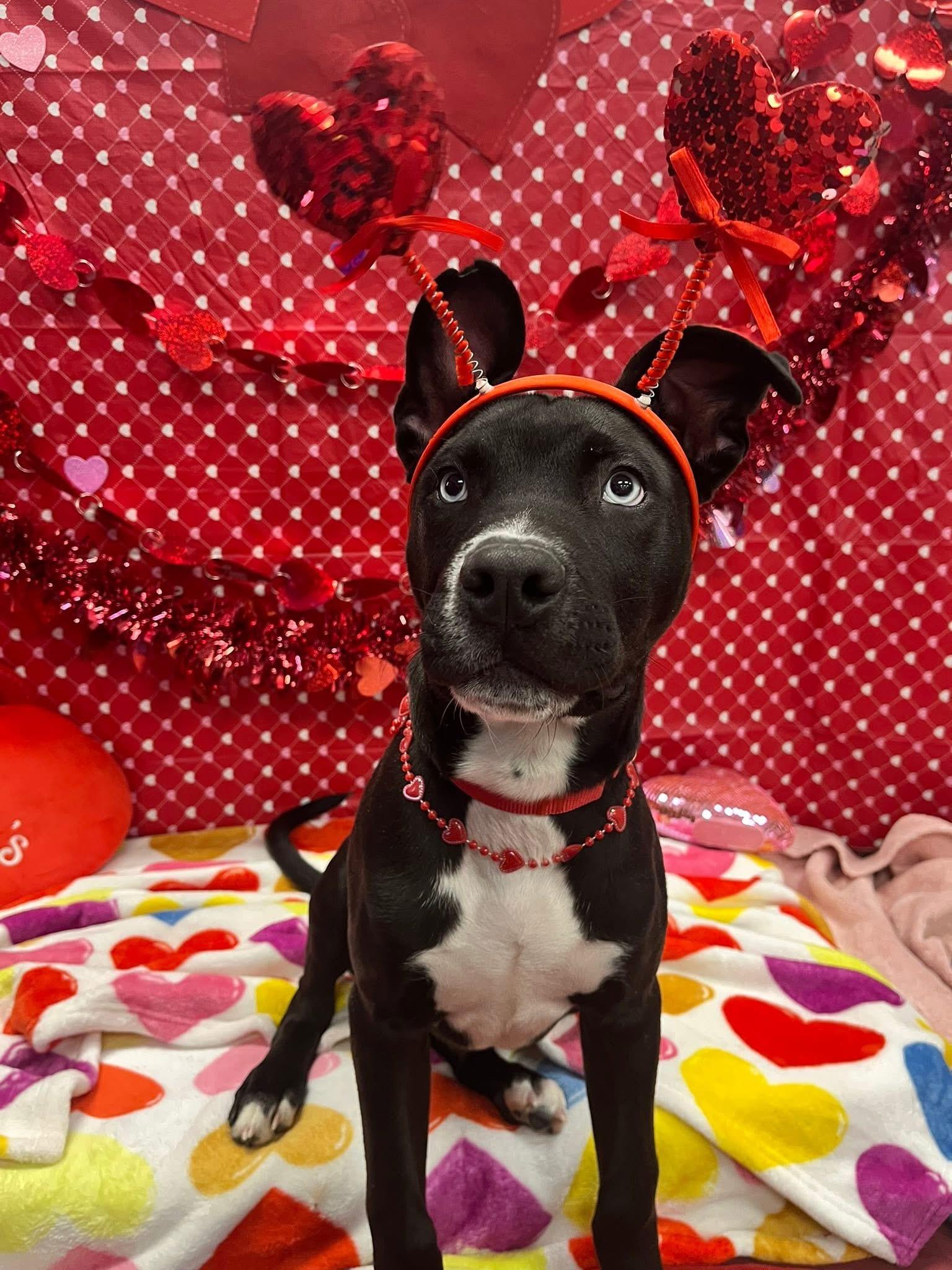 Enlarge Dewey, an adoptable mixed breed in Monroe, OH image 5/6