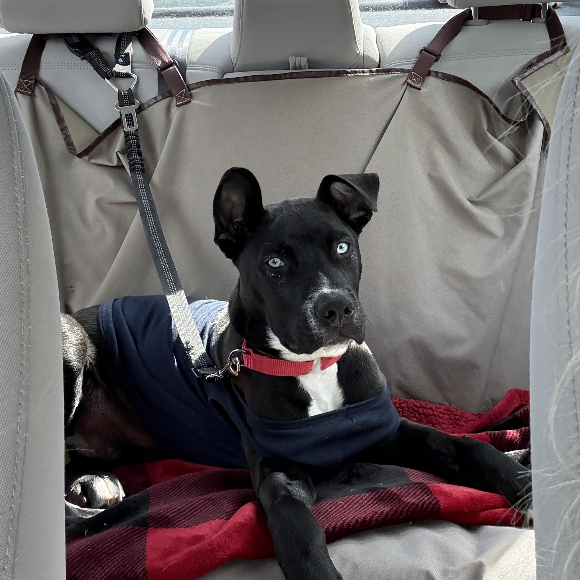 Enlarge Dewey, an adoptable mixed breed in Monroe, OH image 6/6