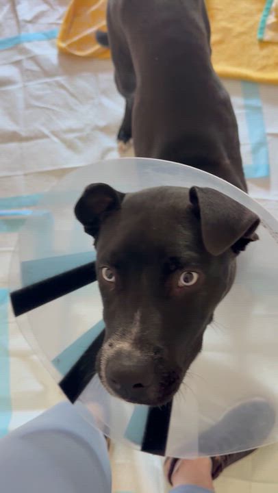 Enlarge Dewey, an adoptable mixed breed in Monroe, OH video 4/6