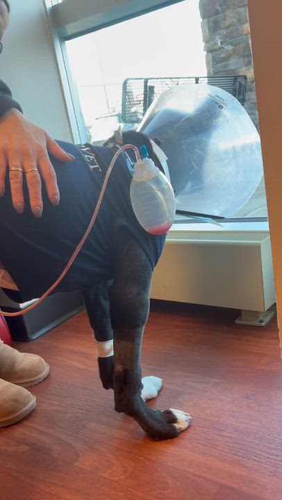 Enlarge Dewey, an adoptable mixed breed in Monroe, OH video 3/6