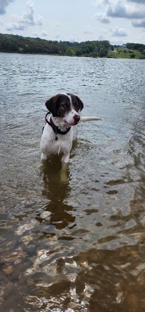 Enlarge Daisy, a Adoptable Brittany Spaniel in Fayetteville, AR image 1/1