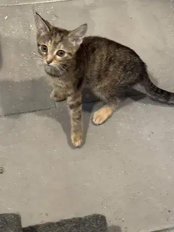 Cabbage Roll, Adoptable, Young Female Domestic Short Hair.