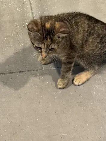 Cabbage Roll, a Adoptable Domestic Short Hair in Grand Rapids, MI image 2/3