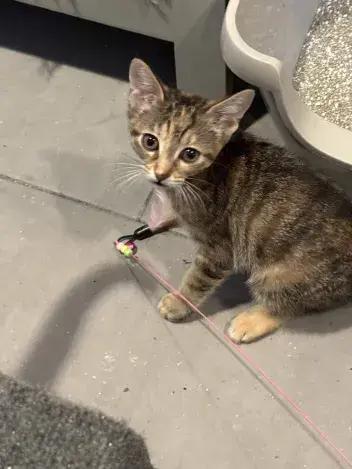 Cabbage Roll, a Adoptable Domestic Short Hair in Grand Rapids, MI image 3/3