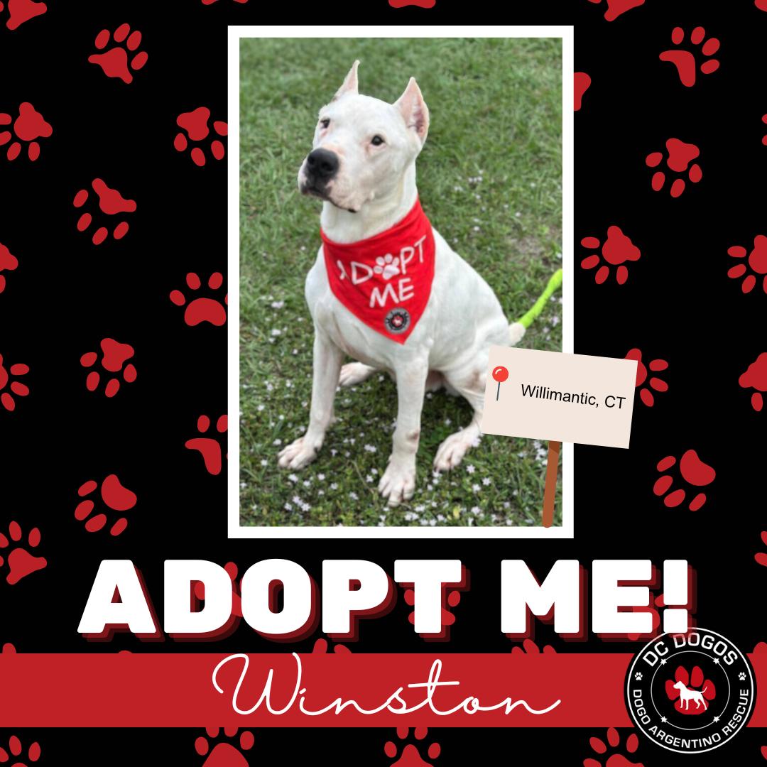 Winston, Adoptable, Senior Male Dogo Argentino.