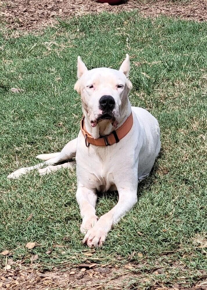 Winston, a Adoptable Dogo Argentino in Tampa, FL image 1/2