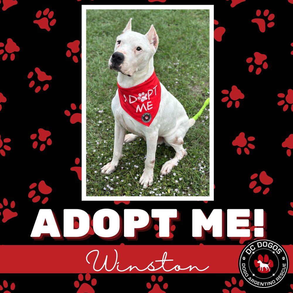 Winston, a Adoptable Dogo Argentino in Tampa, FL image 2/2