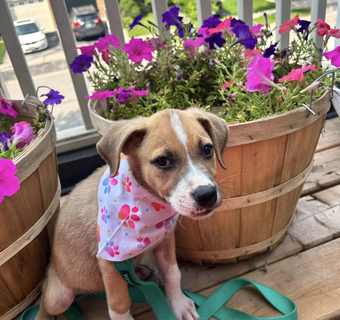 Raven, Adopted, Puppy Female Labrador Retriever.