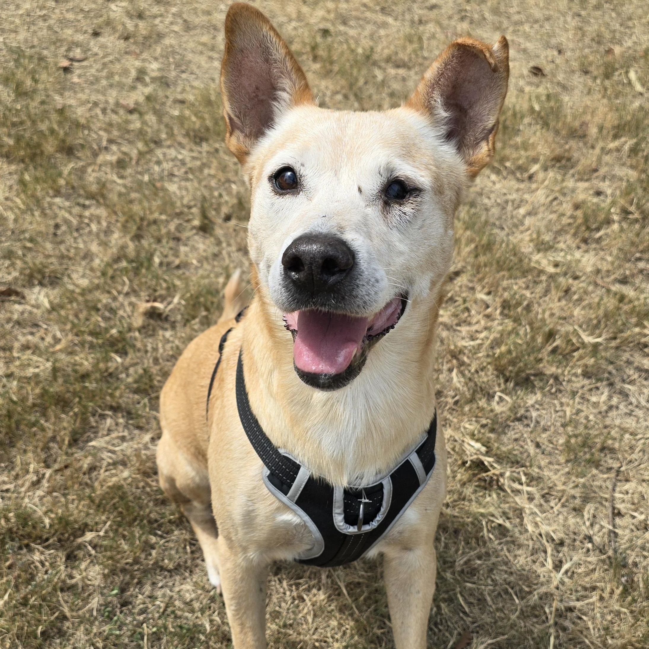 Rusty, Adoptable, Adult Male Labrador Retriever & Shepherd.
