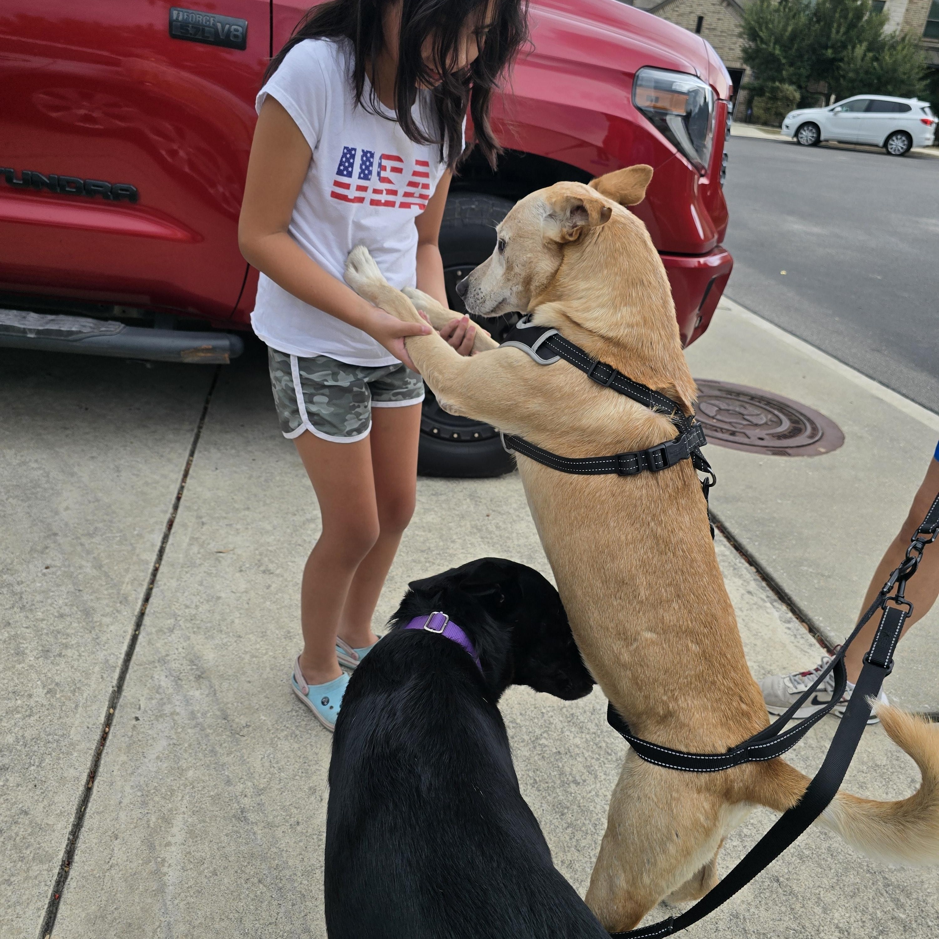 Enlarge Rusty, a Adoptable mixed breed in Arlington Heights, IL image 5/6