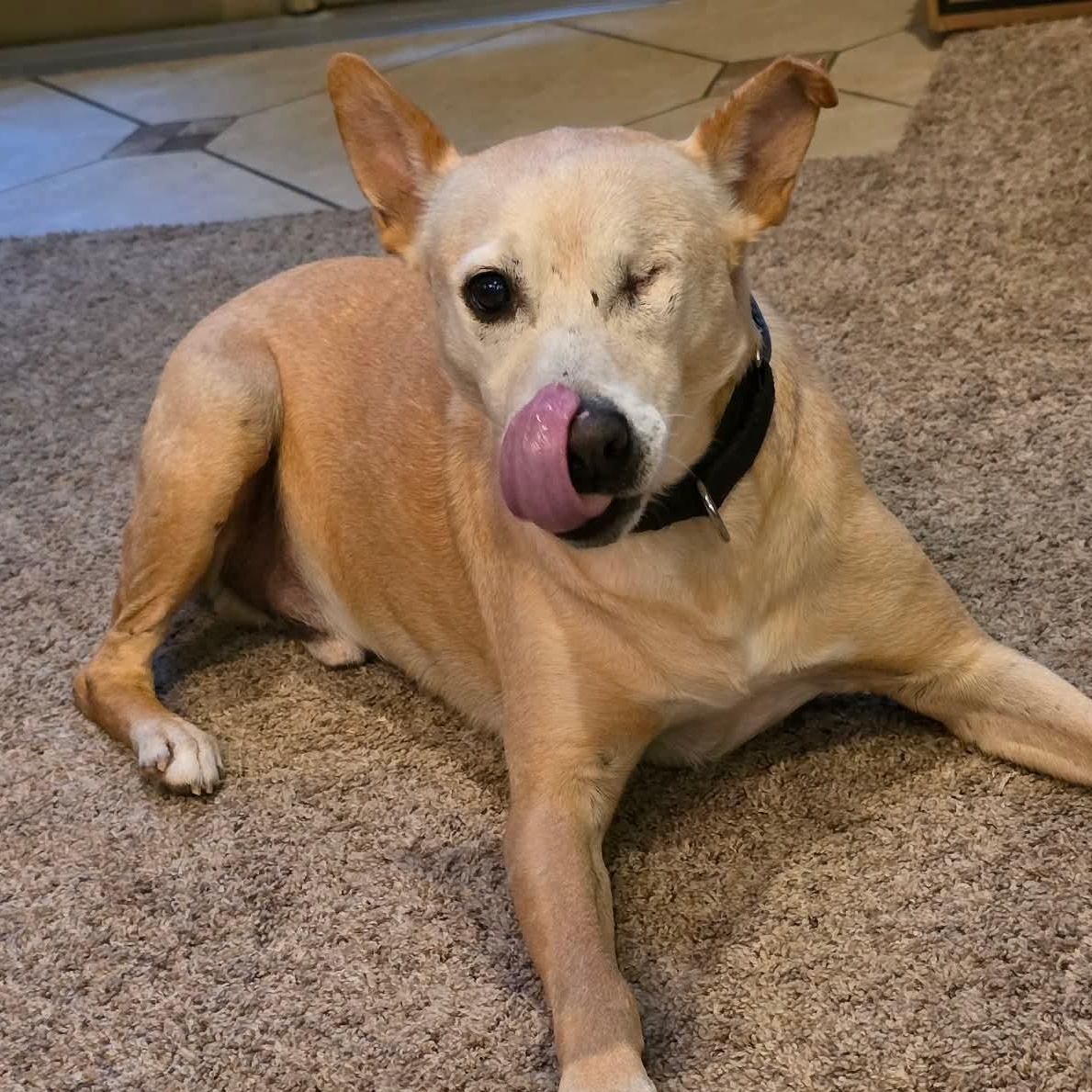 Enlarge Rusty, a Adoptable mixed breed in Madison, WI image 1/6