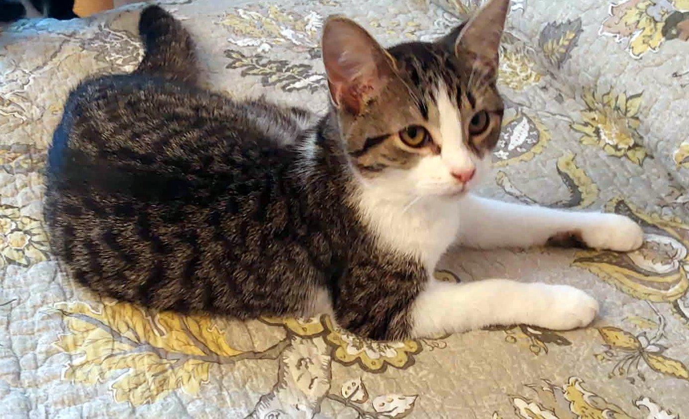 Ange, adopted, Young Female Tabby.