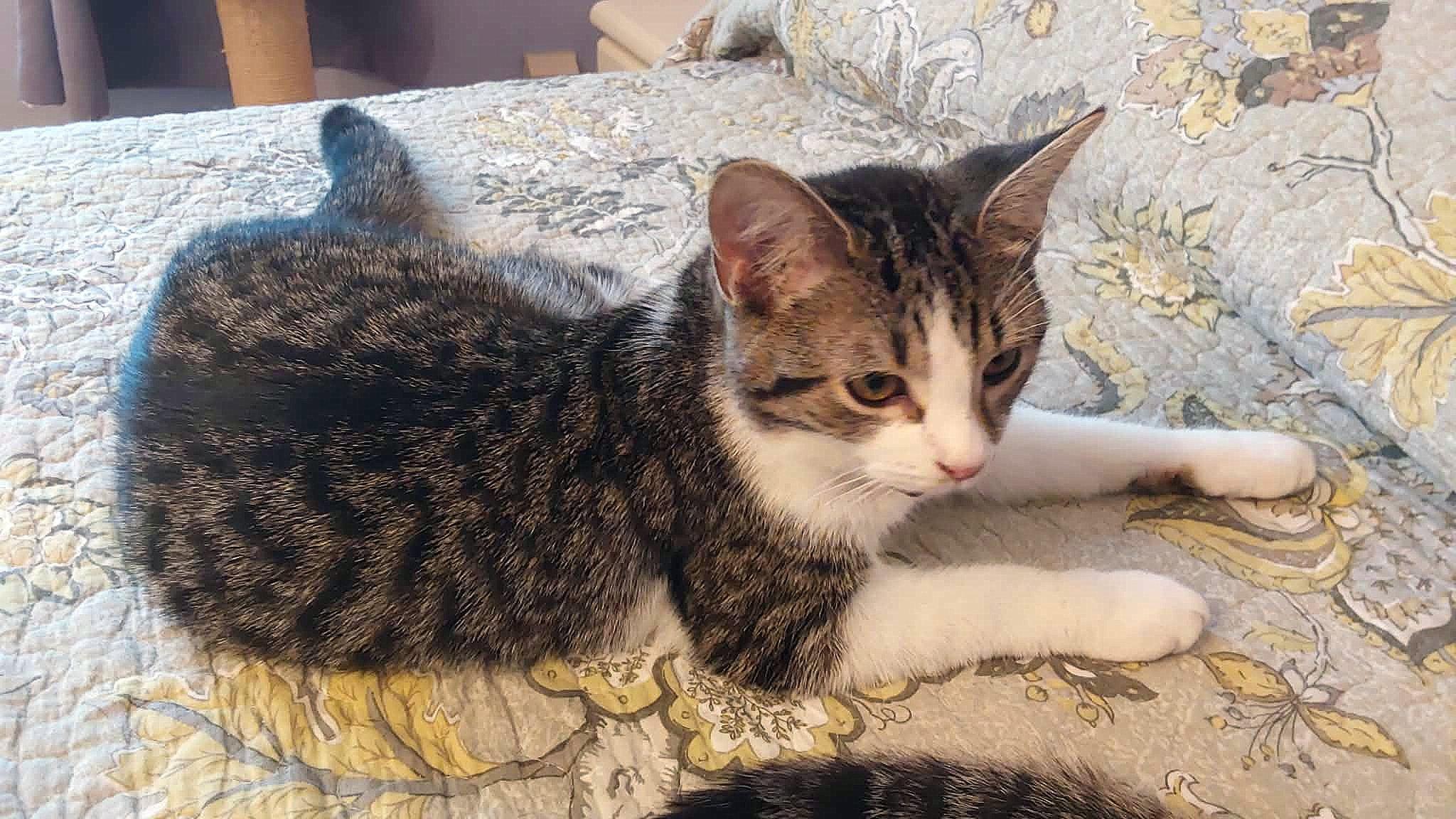 Enlarge Ange, an adopted Tabby in Verdun, QC image 2/2