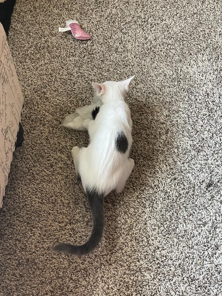 Cricket, Adoptable, Young Female Domestic Short Hair.