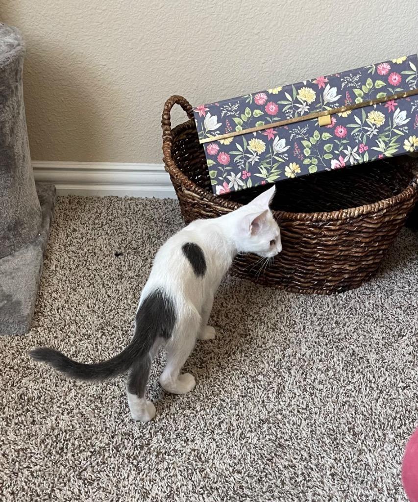 Cricket, a Adoptable Domestic Short Hair in Lewisville, TX image 1/6