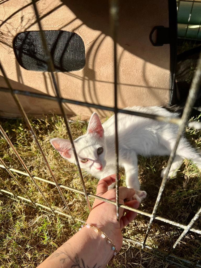 Cricket, a Adoptable Domestic Short Hair in Lewisville, TX image 2/6