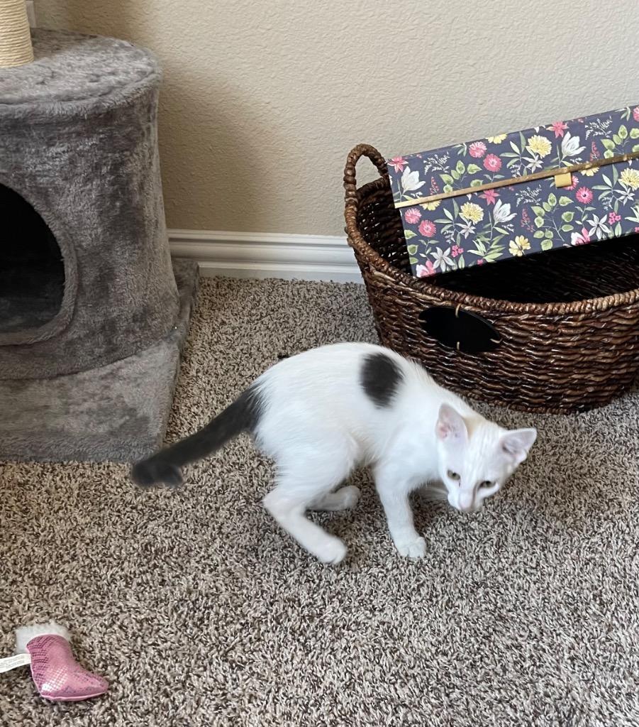 Cricket, a Adoptable Domestic Short Hair in Lewisville, TX image 3/6