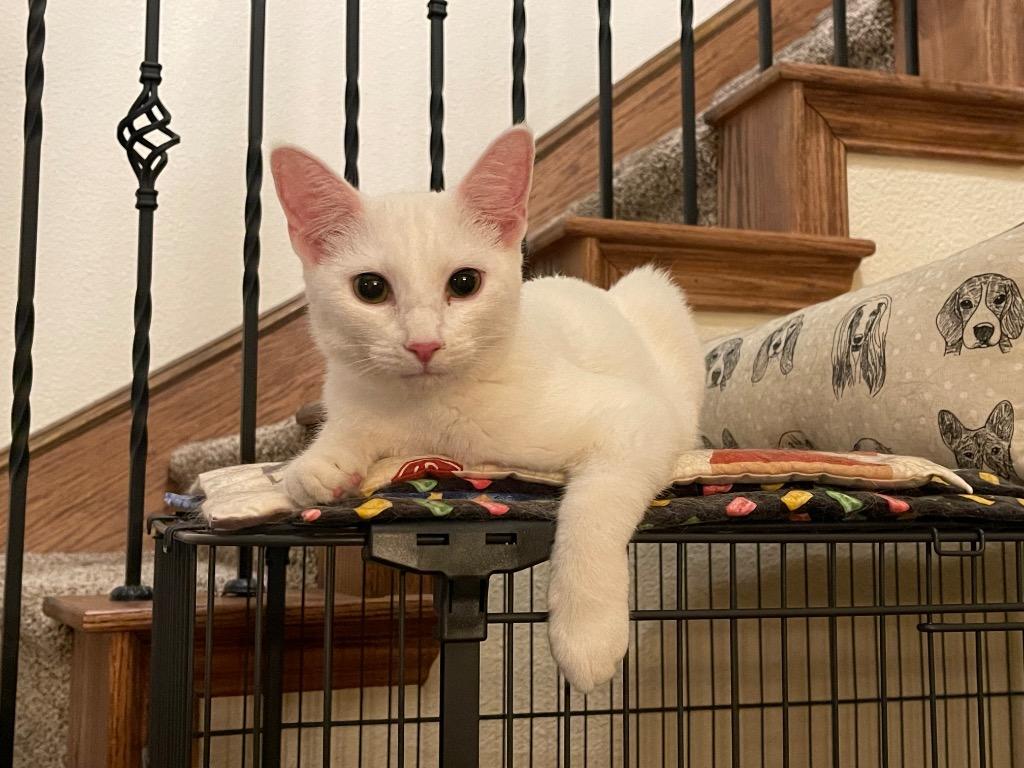 Cricket, a Adoptable Domestic Short Hair in Lewisville, TX image 5/6