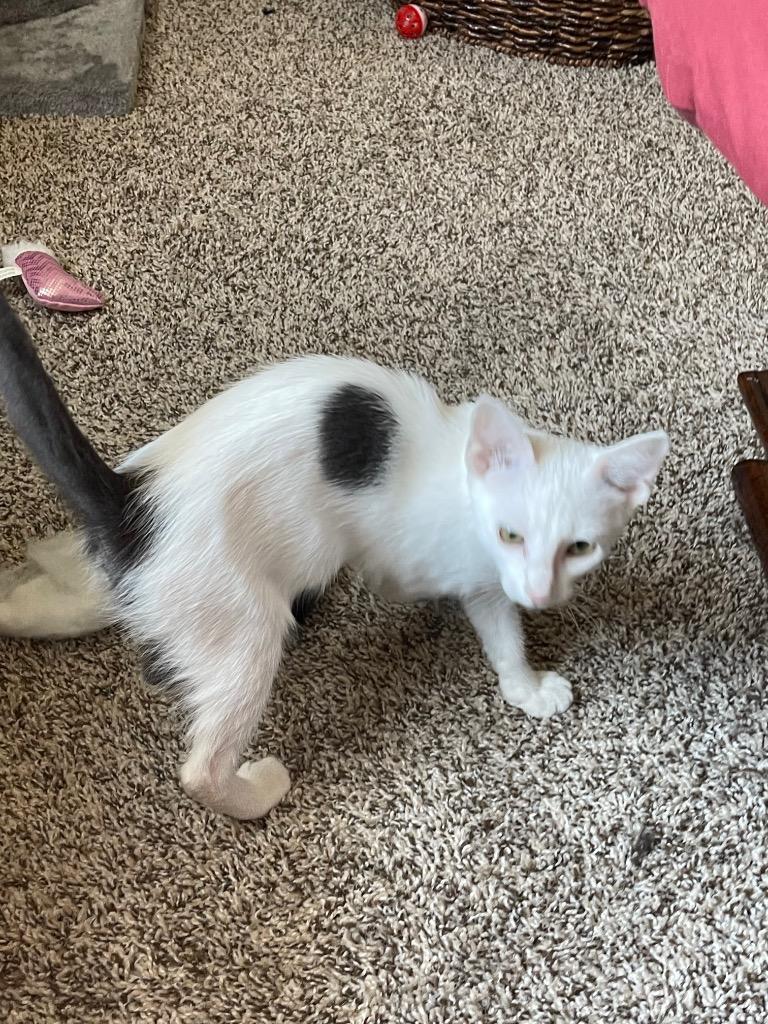 Cricket, a Adoptable Domestic Short Hair in Lewisville, TX image 6/6