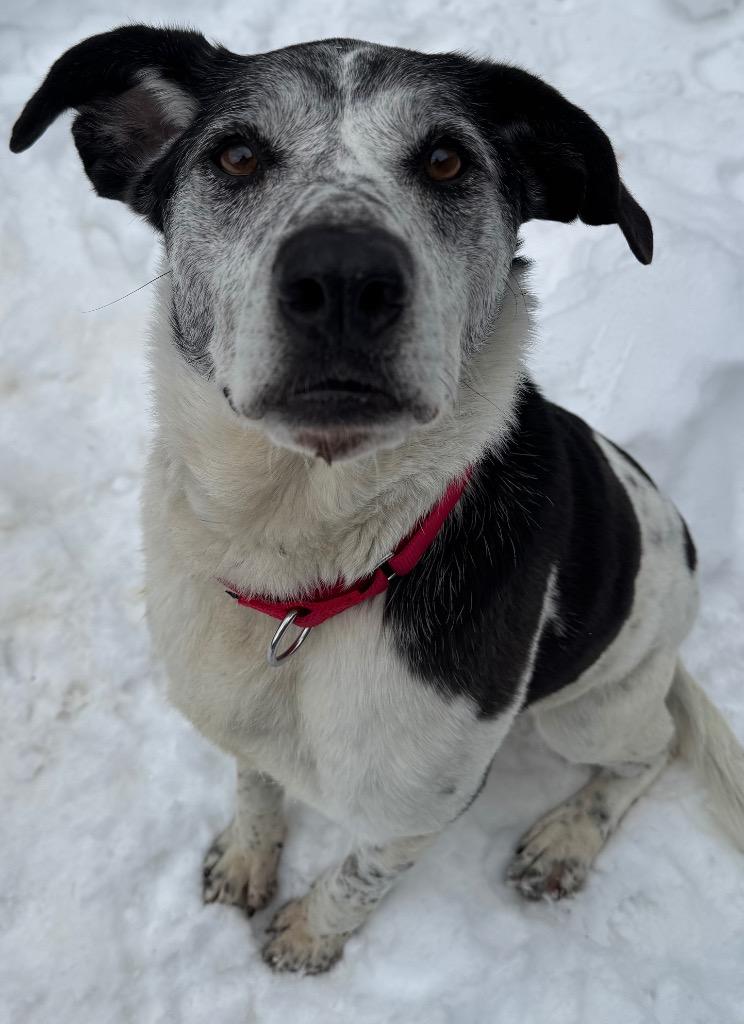 Giavonna, Adoptable, Adult Female Hound.