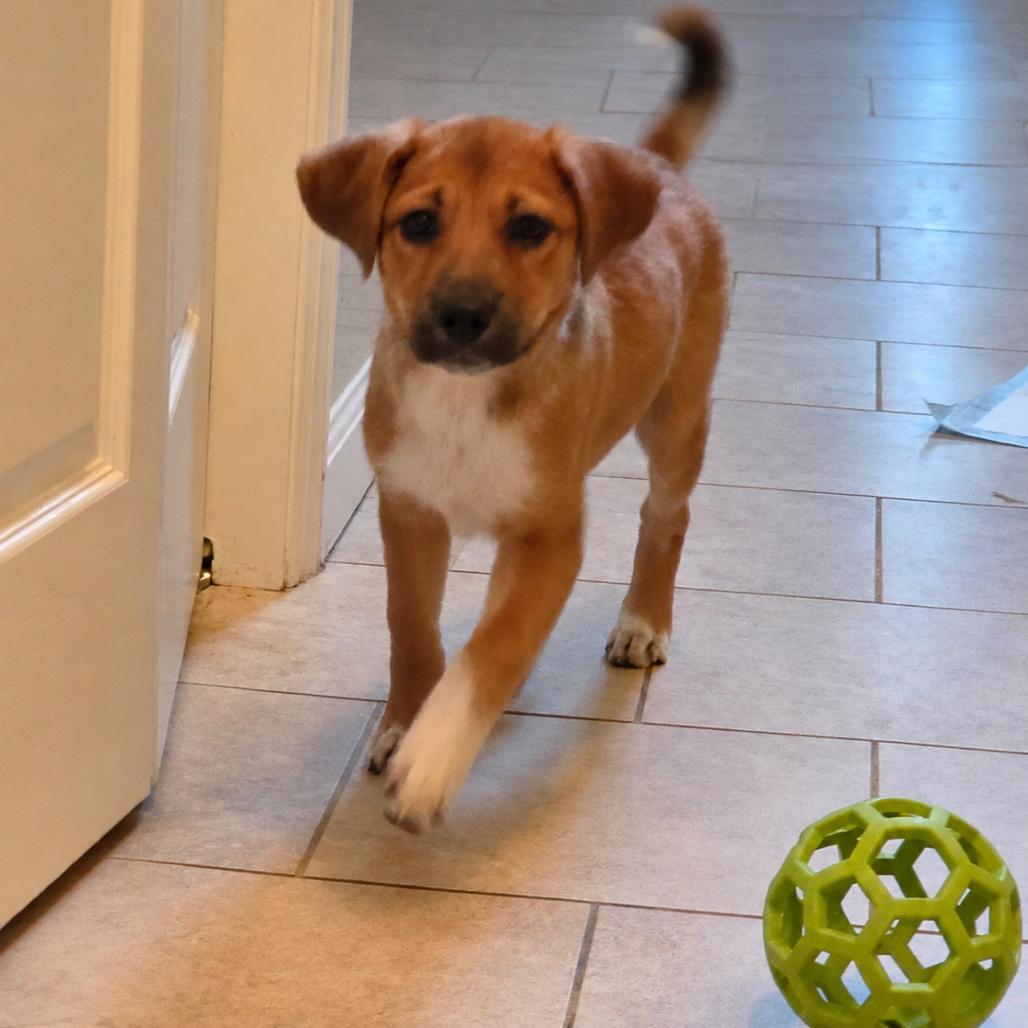 Enlarge Oxalis, a Adoptable mixed breed in Staten Island, NY image 1/1