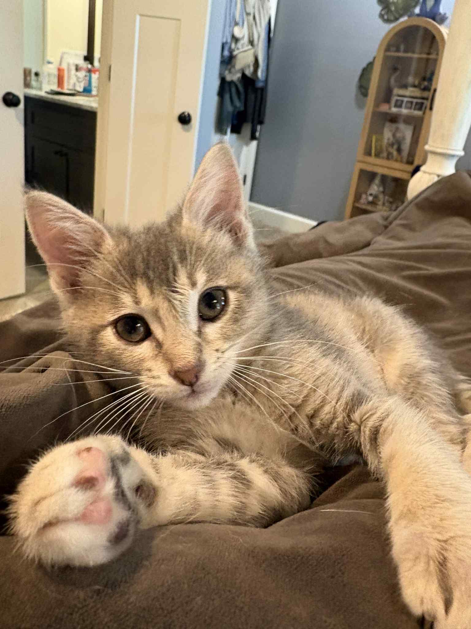 Frankie, a Adoptable Domestic Short Hair in Edmond, OK image 3/4