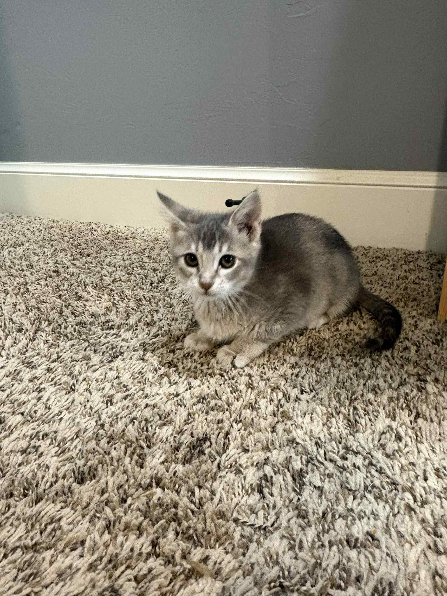 Frankie, a Adoptable Domestic Short Hair in Edmond, OK image 4/4