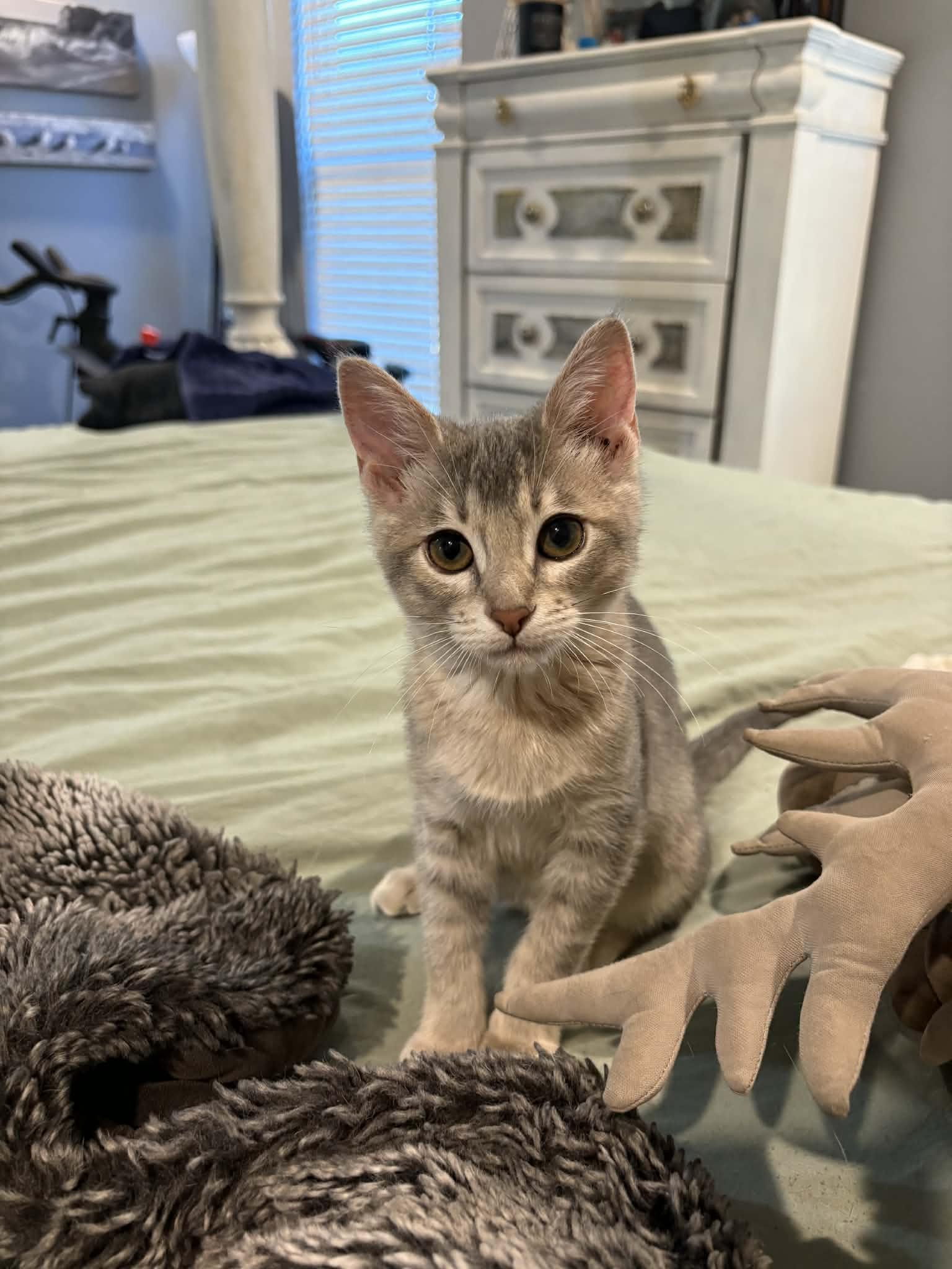 Frankie, a Adoptable Domestic Short Hair in Edmond, OK image 2/4