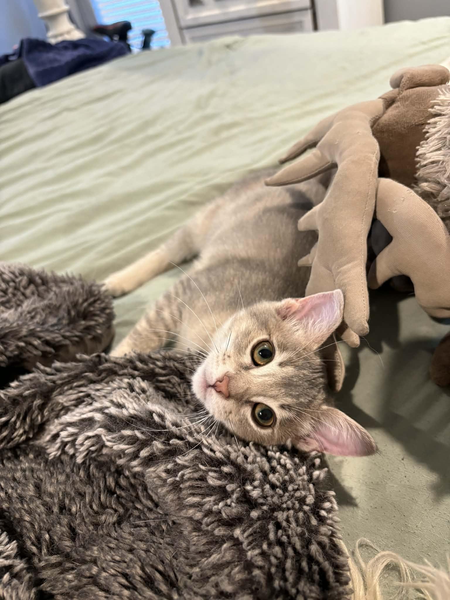 Frankie, Adoptable, Kitten Female Domestic Short Hair.