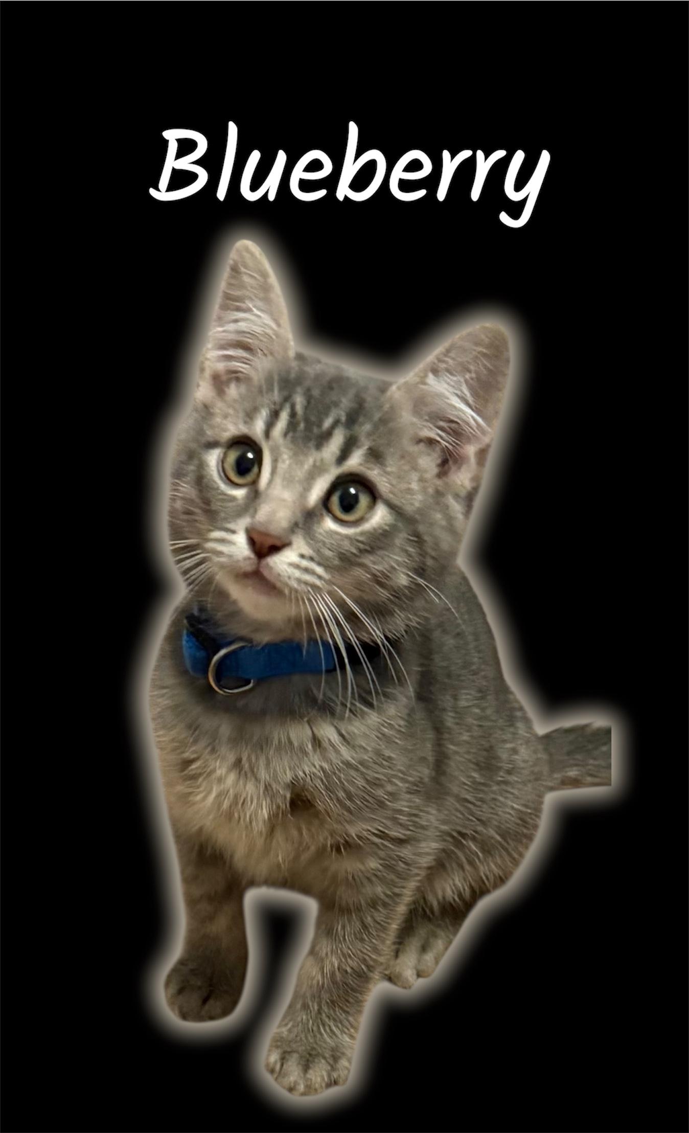 Enlarge Blueberry, a ADOPTABLE Domestic Short Hair in Auburn, CA image 1/1