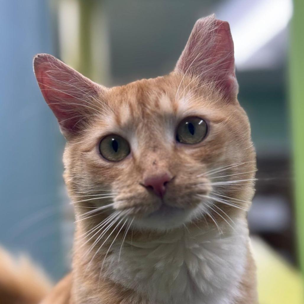 Enlarge Lestat, a Adoptable Domestic Short Hair in Boston, MA image 3/3