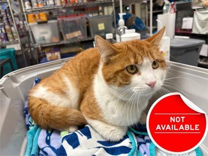 Bozo, Adoptable, Adult Male Domestic Short Hair & Domestic Short Hair.