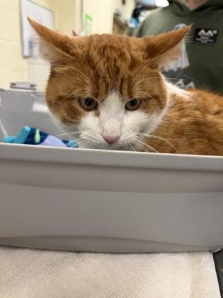 Bozo, a Adoptable mixed breed in Lowell, MA image 4/4