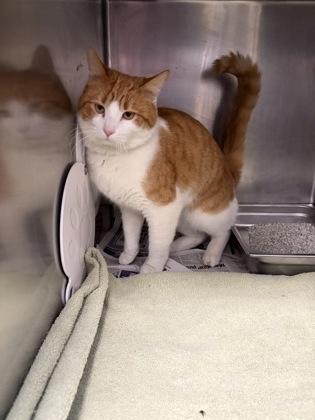 Bozo, a Adoptable mixed breed in Lowell, MA image 3/3